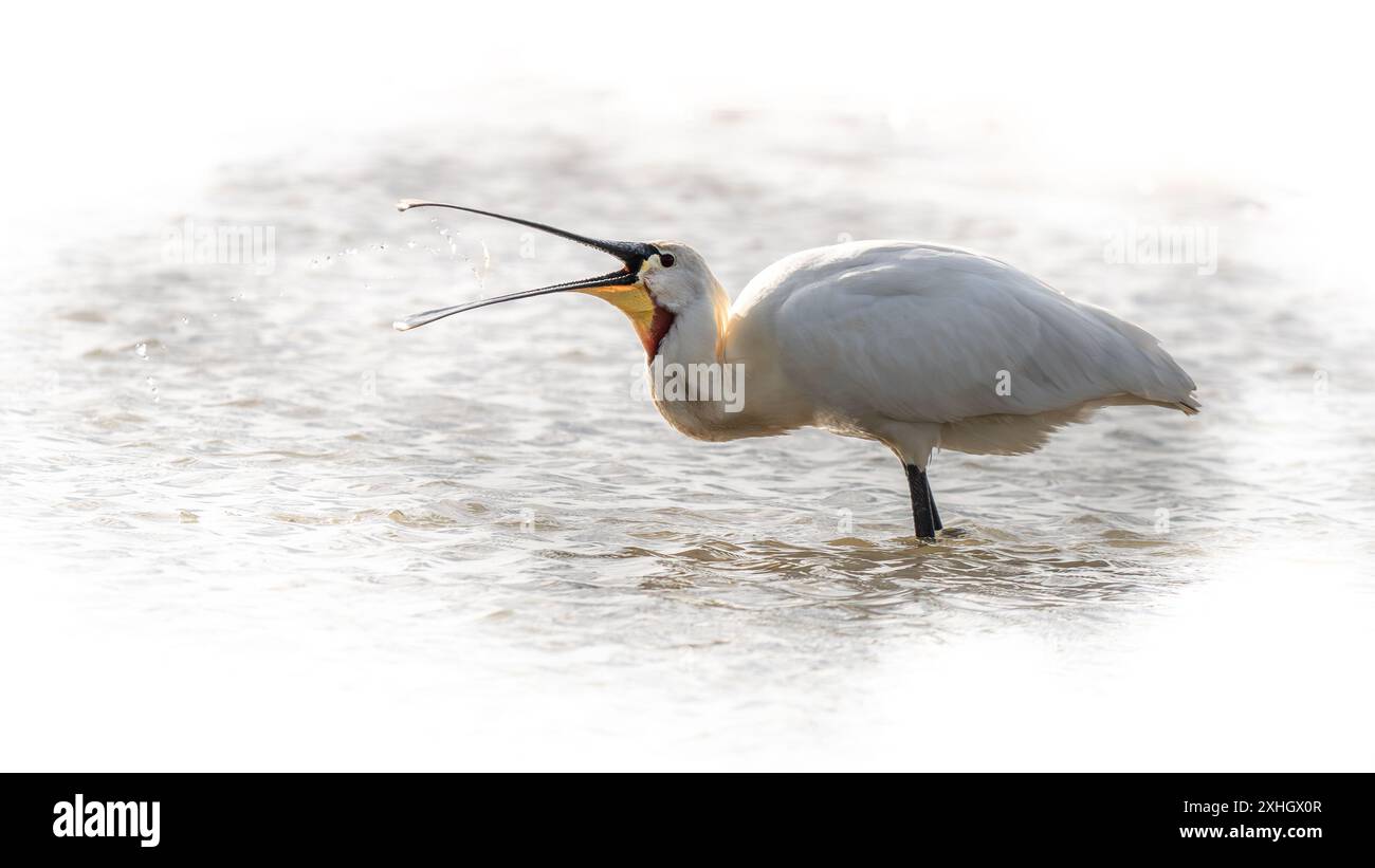 Löffelschnabel füttern in einem See Stockfoto
