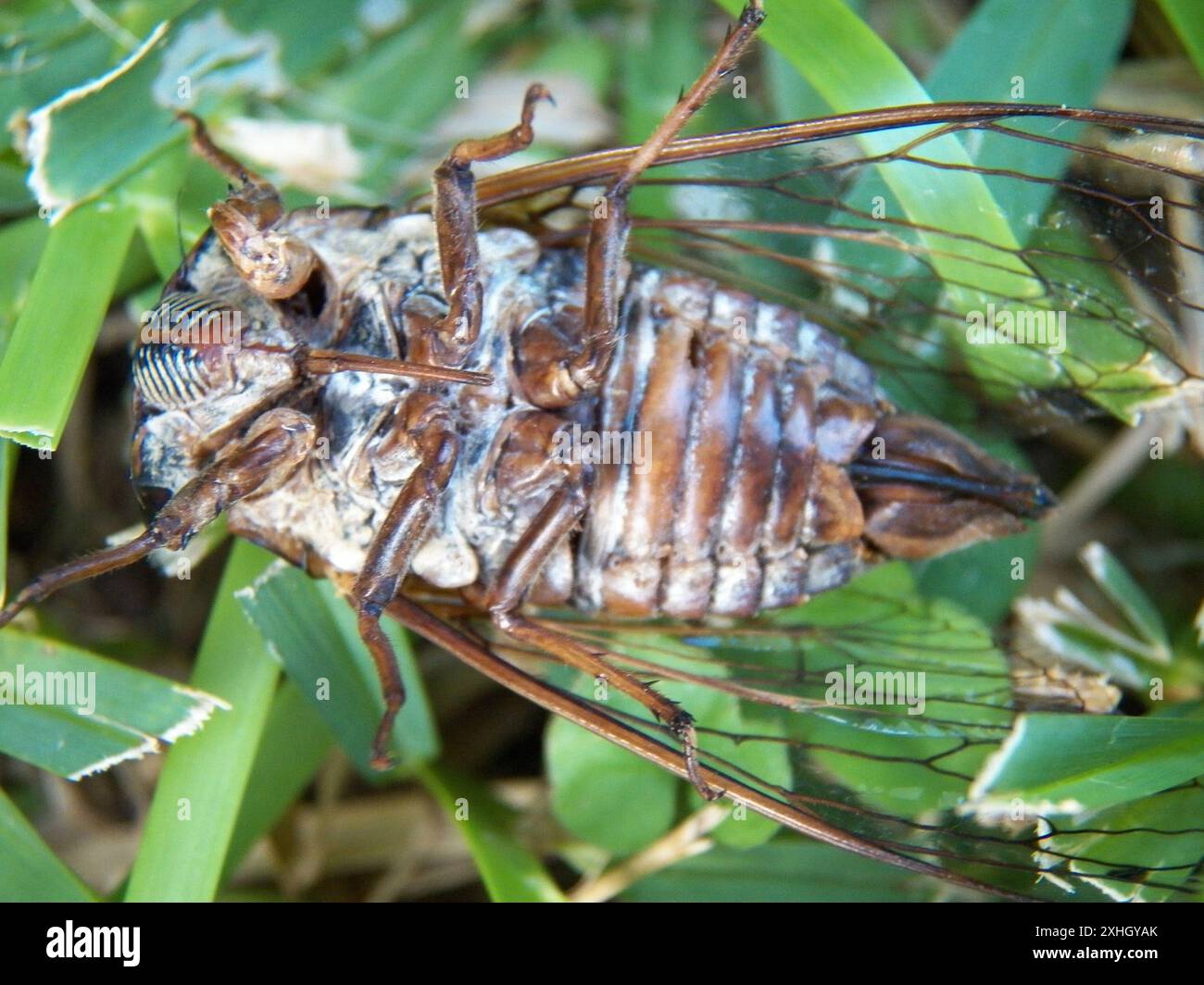 RESH Cicada (Megatibicen RESH) Stockfoto