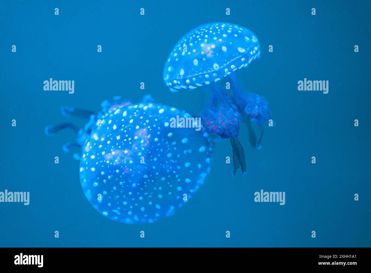 Zwei Quallen treiben anmutig im blauen Ozean und zeigen ihre durchscheinenden Körper mit gepunkteten Mustern. Die ruhige Unterwasserszene ist voller beruhigender Präsenz dieser Meeresbewohner. Stockfoto