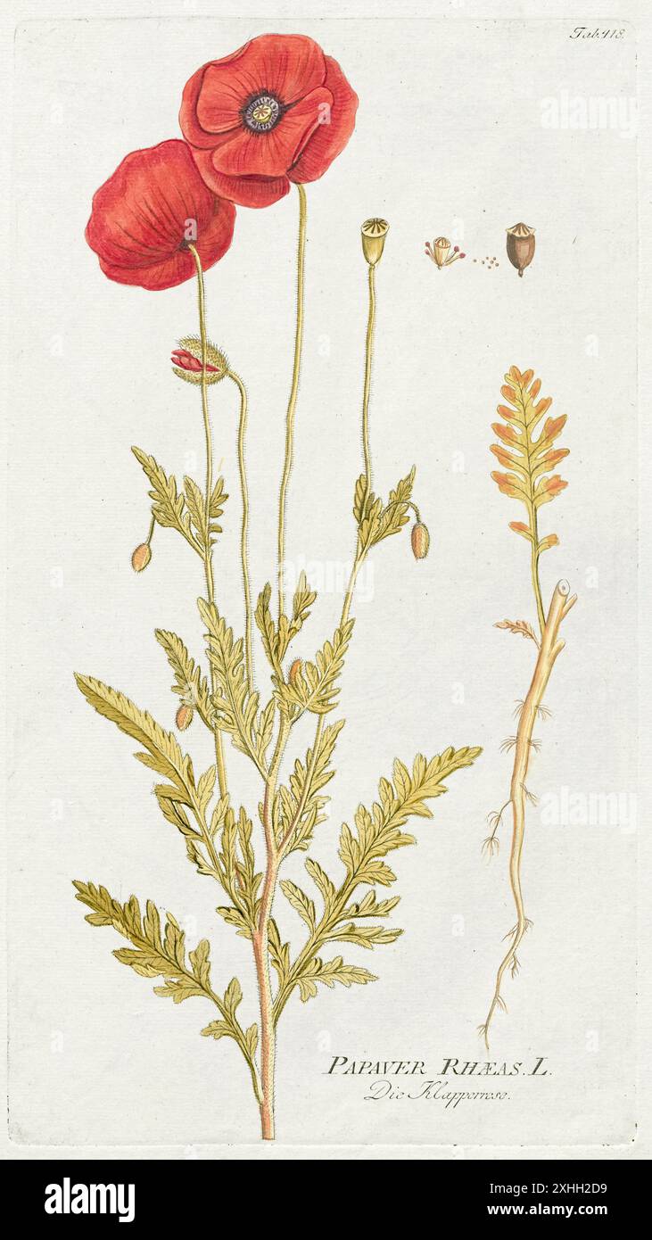 Papaver rhoeas (Mohn) Illustration von einem Buch über Heilpflanzen von Plenck, das 1792 veröffentlicht wurde. Stockfoto