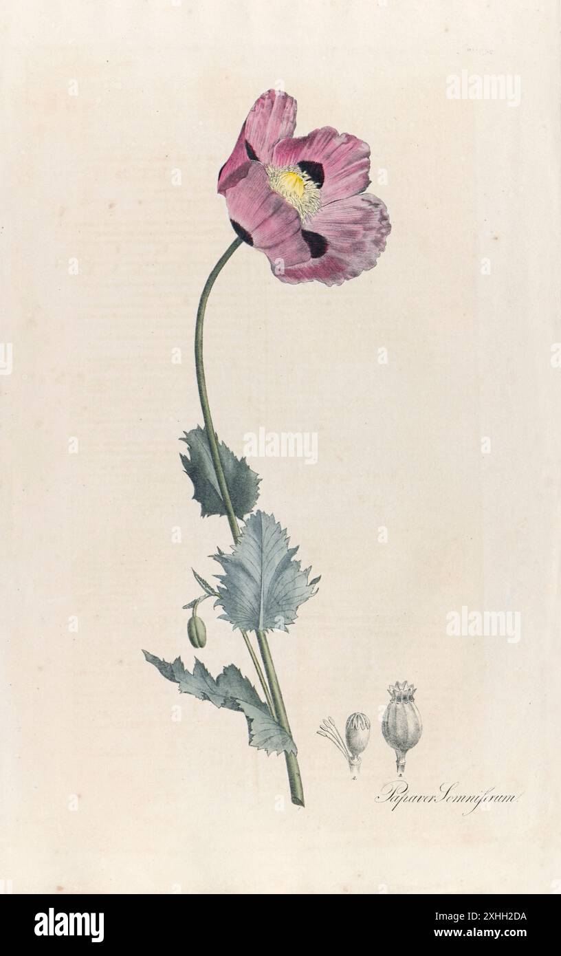 Papaver somniferum (Opiummohn) Illustration von einem Buch über Heilpflanzen von Maximilian Friedrich Weyhe und Theodor Friedrich Ludwig Nees von Esenbeck, veröffentlicht 1828. Stockfoto