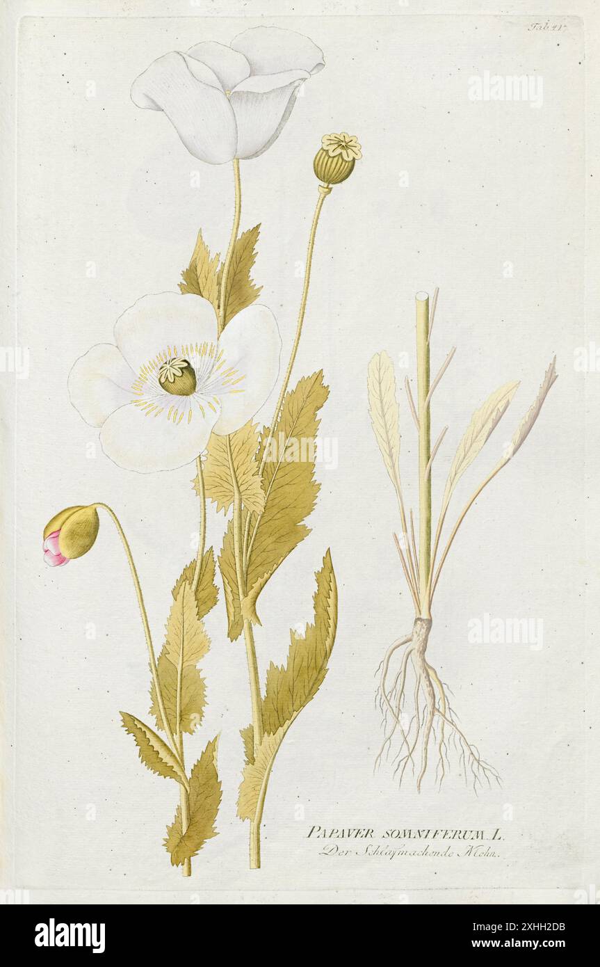 Papaver somniferum (Opiummohn) Illustration von einem Buch über Heilpflanzen von Plenck, das 1792 veröffentlicht wurde. Stockfoto