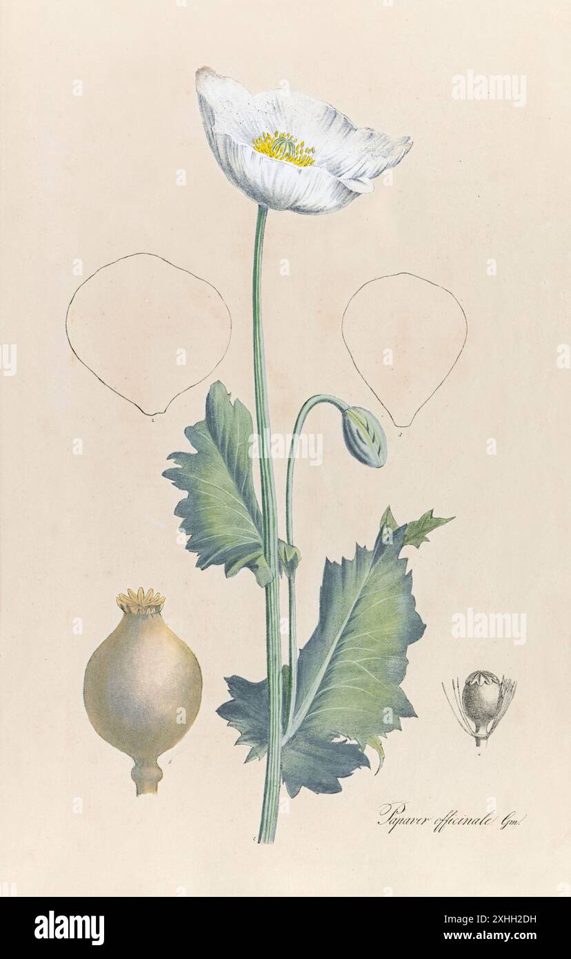 Papaver officinale. Gm. (Opiummohn) Illustration aus einem Buch über Heilpflanzen von Maximilian Friedrich Weyhe und Theodor Friedrich Ludwig Nees von Esenbeck, veröffentlicht 1828. Stockfoto