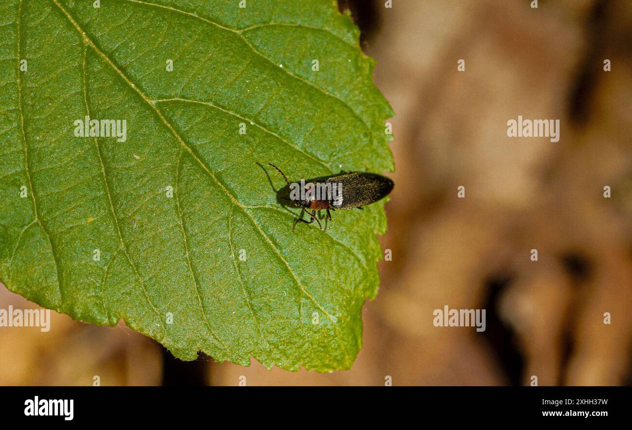 Nahaufnahme eines kleinen Klickkäfers auf einem grünen Blatt in einer natürlichen Umgebung Stockfoto