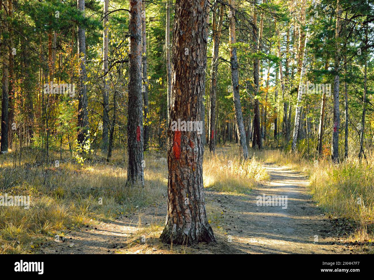 Kiefernstamm mit roter Markierung im Herbstwald, der von Sonnenlicht überflutet wurde Stockfoto