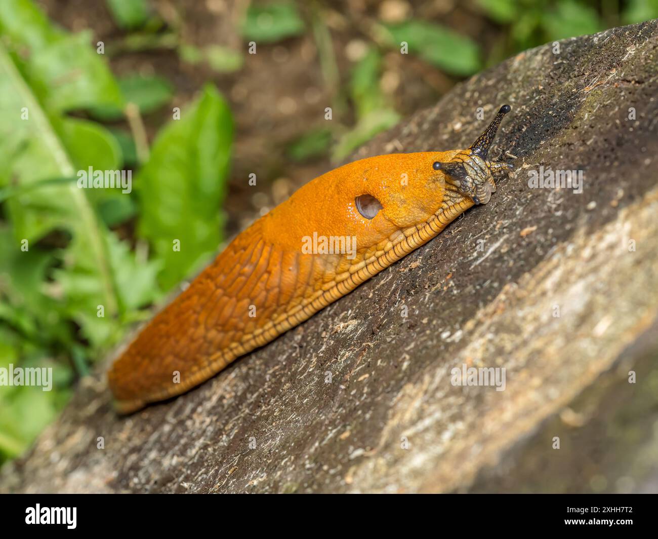 Spanische Schneckenschnecke krabbelt auf hölzernem Untergrund Stockfoto