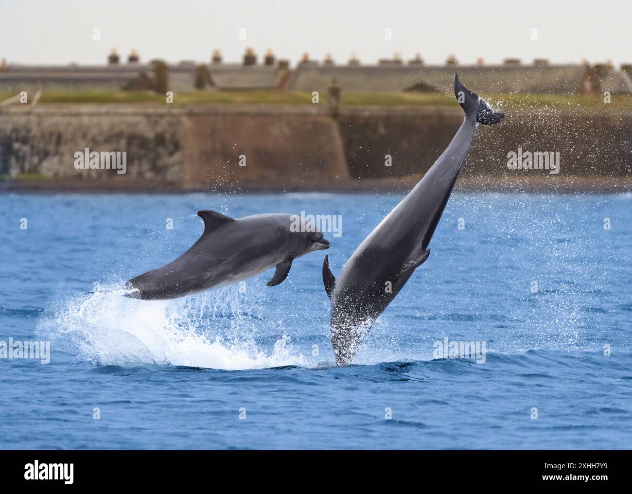 Zwei große Delfine (Tursiops truncatus) spielen in Chanonry Point, Schottland Stockfoto