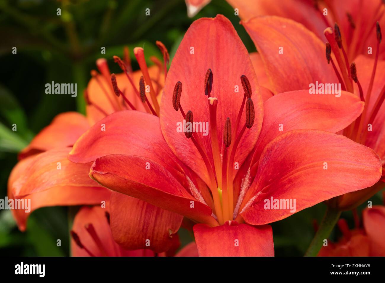 Hell erleuchtete rote asiatische Lilien in voller Blüte. Stockfoto