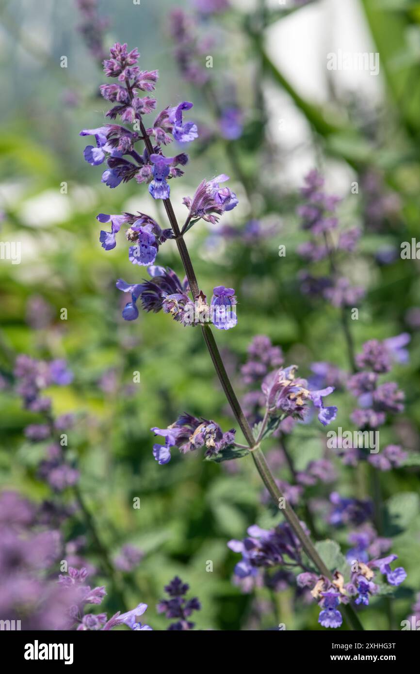 Nahaufnahme von Blüten der kleinen Katzenminze (nepeta nepetella) in Blüte Stockfoto