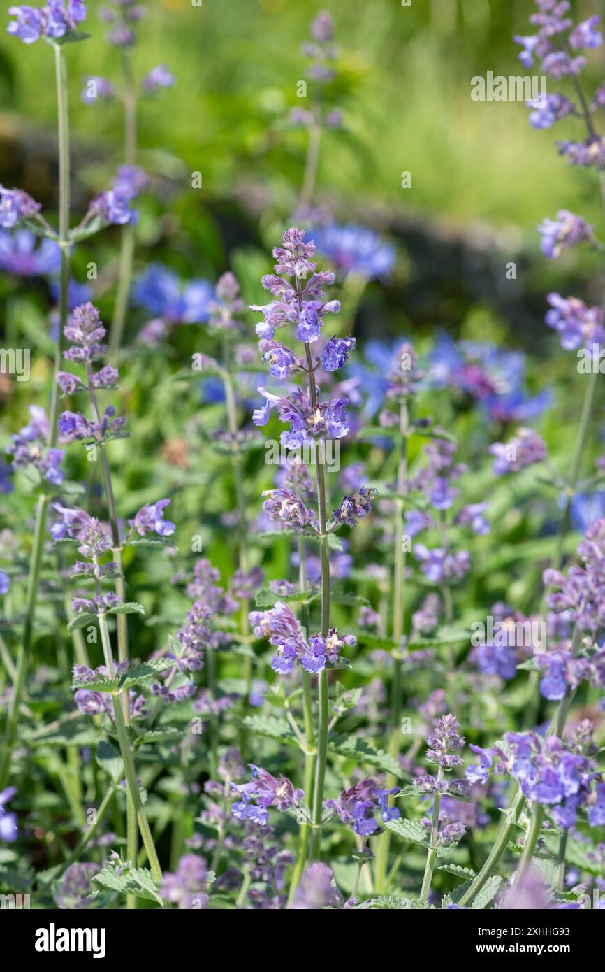 Nahaufnahme von Blüten der kleinen Katzenminze (nepeta nepetella) in Blüte Stockfoto