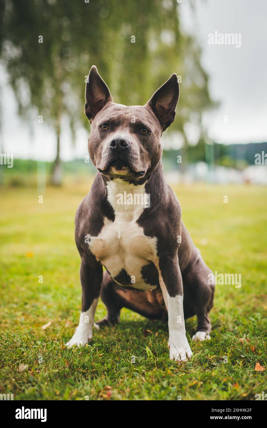 Amerikanischer Staffordshire-Terrier Stockfoto