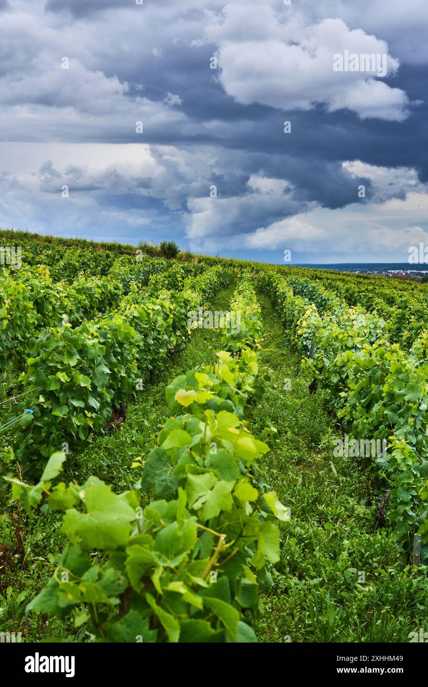 Allgemeiner Blick auf die Weinberge im Burgund, in der Nähe des Dorfes Pommard, Burgund, Frankreich. Europa. Stockfoto