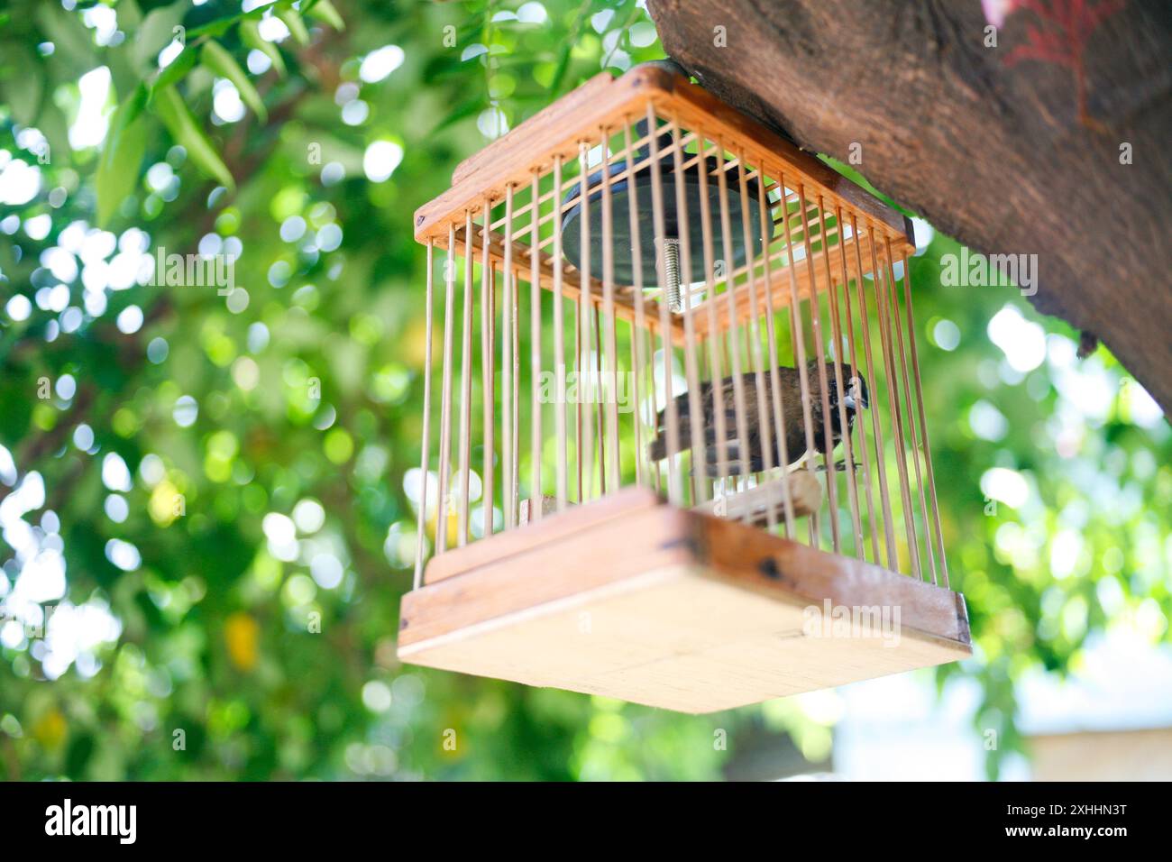 Die Javan munia oder Lonchura leucogastroides im kleinen Käfig. Einheimische Arten von Östroldid finch Vogel im südlichen Sumatra, Java, Bali und Lombok Island Stockfoto