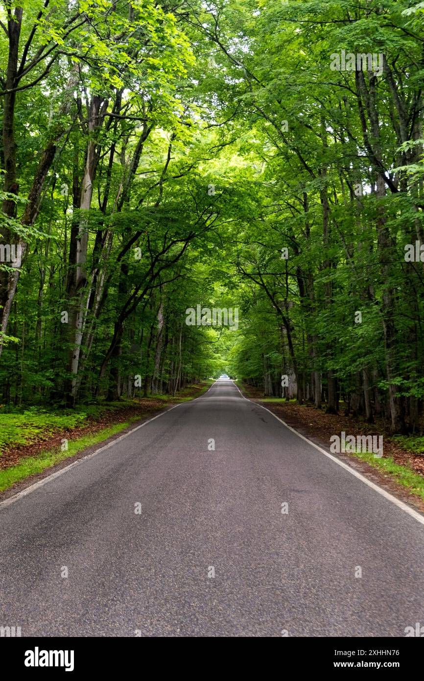 Im Sommer blickt man direkt auf den grünen Baumtunnel M-119 im Norden Michigans Stockfoto