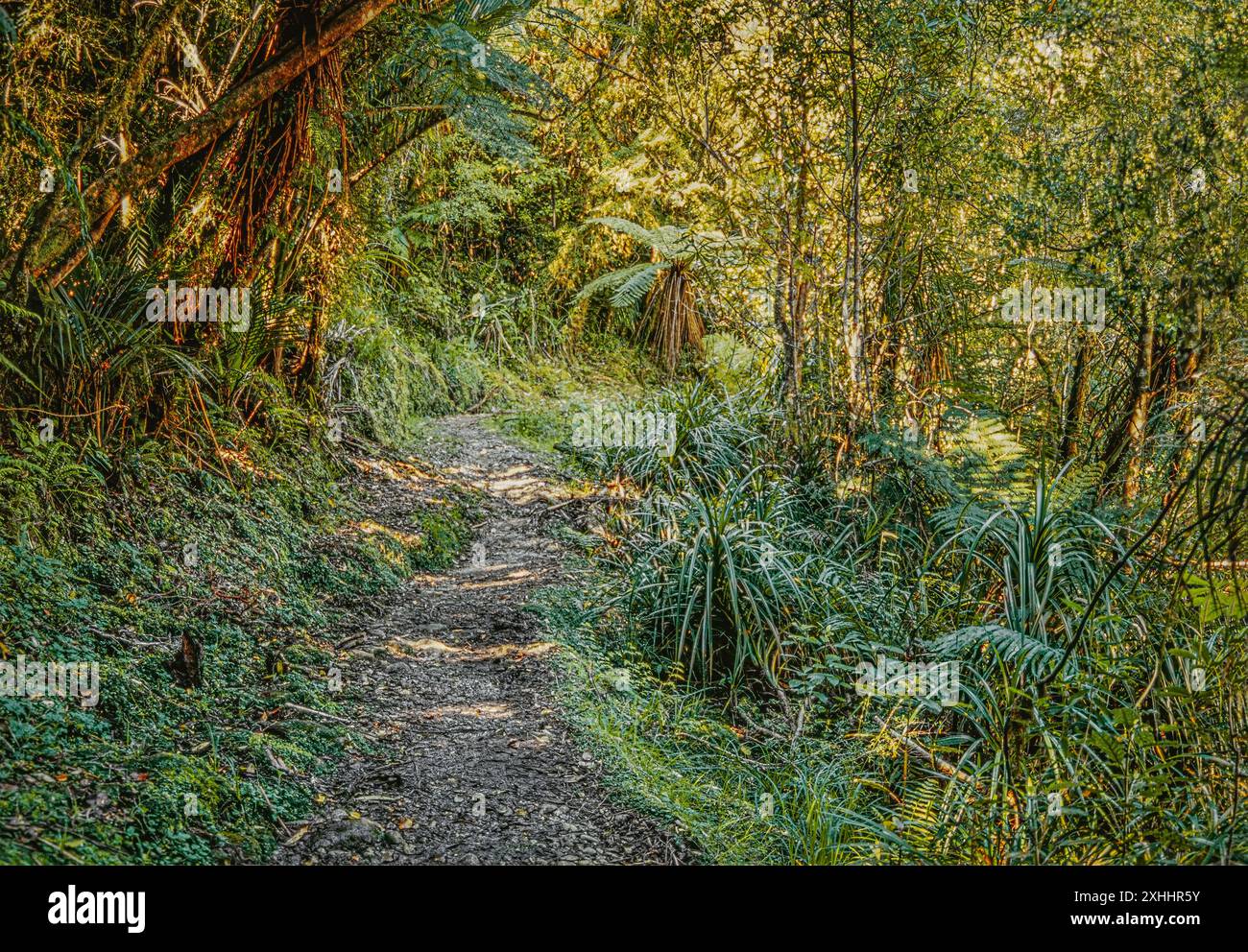 Wanderweg im Regenwald an der Westküste der Südinsel in Neuseeland Stockfoto