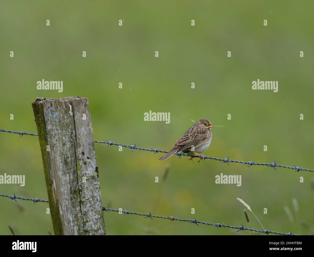 Ein Maisbündchen, Emberiza calandra, auf einem Zaun mit Nistmaterial. Stockfoto