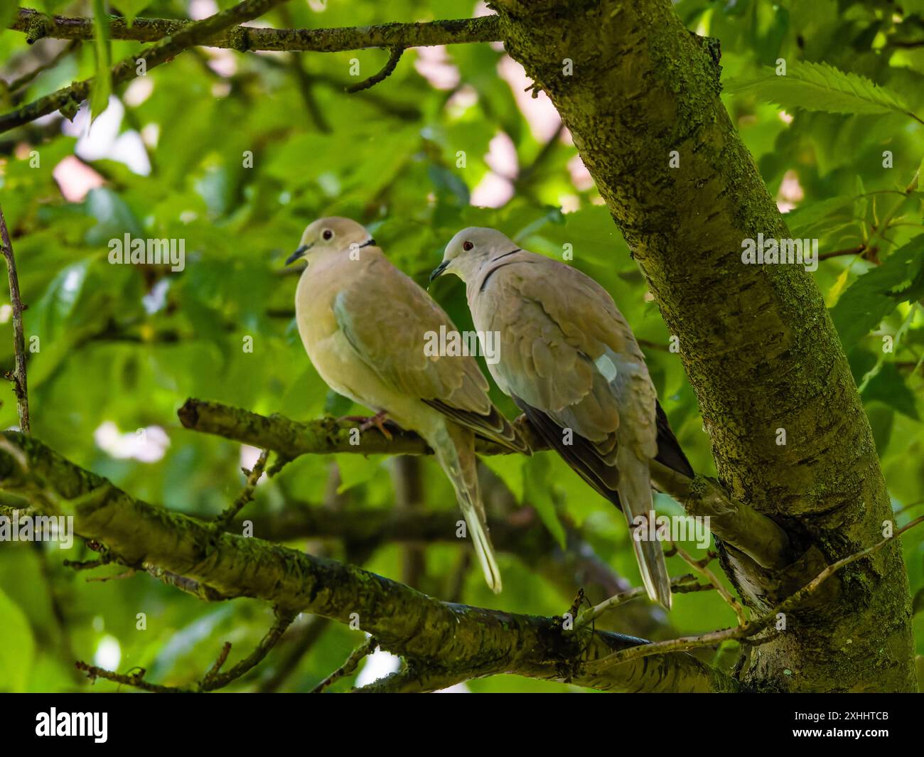 Ein Paar eurasischer Tauben mit Kragen, auch bekannt als Taube mit Kragen oder Türkische Taube, Streptopelia Decocto. Stockfoto