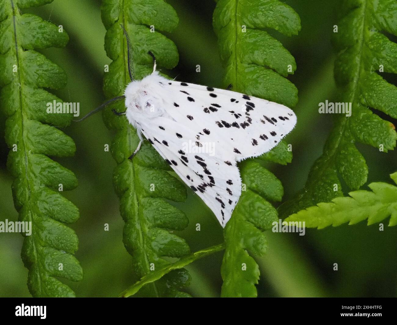 rdf:Alt: [OBJECT Object] Stockfoto