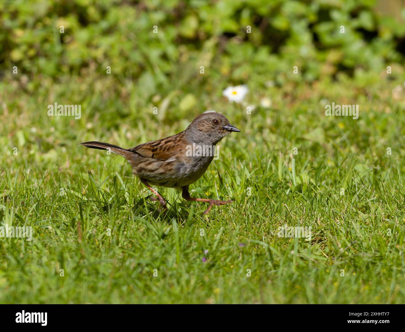 Ein Dunnnock, Prunella modularis, ernährt sich am Boden. Stockfoto