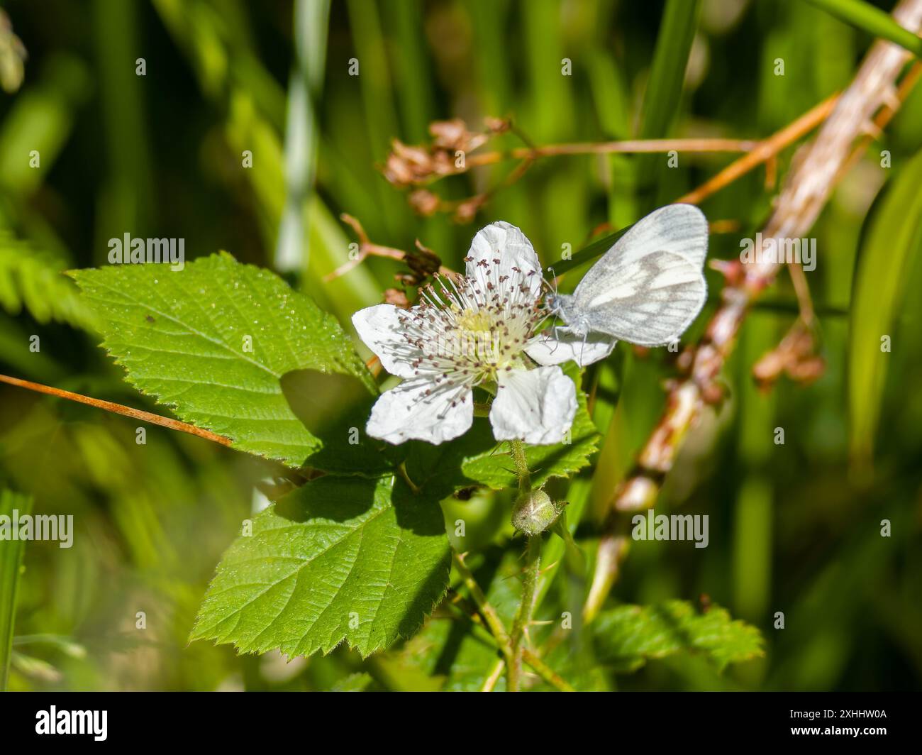 Leptidea sinapis, der weiße Schmetterling, der sich von Nektar einer Blume ernährt. Stockfoto