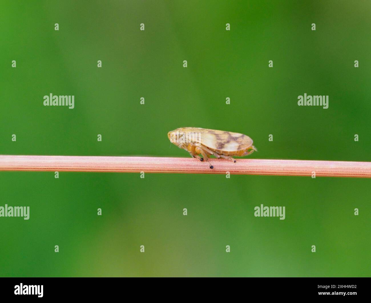 Philaenus spumarius, der Wiesenfroher oder Wiesenspuckerkäfer, der auf einem Grasstamm thront. Stockfoto
