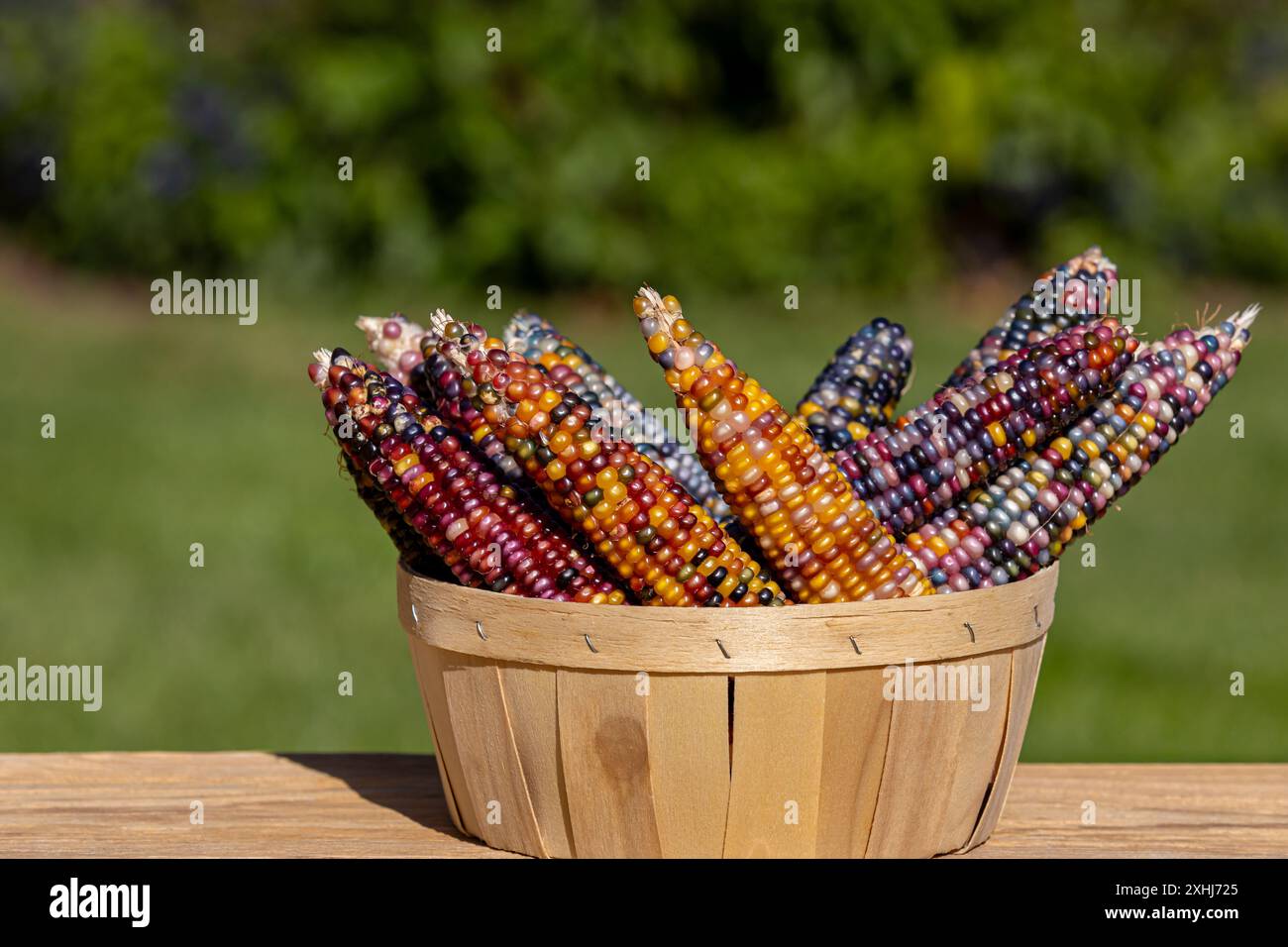 Ohren von indischem Mais, Feuerstein-Mais, in gewebtem Korb. Dekorativer Mais, Herbstdekoration und Herbstsaison-Konzept Stockfoto