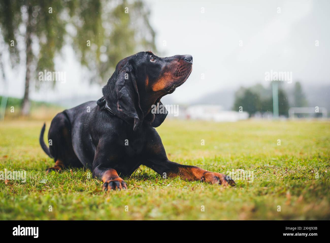 Schwarz-brauner Coonhound Stockfoto