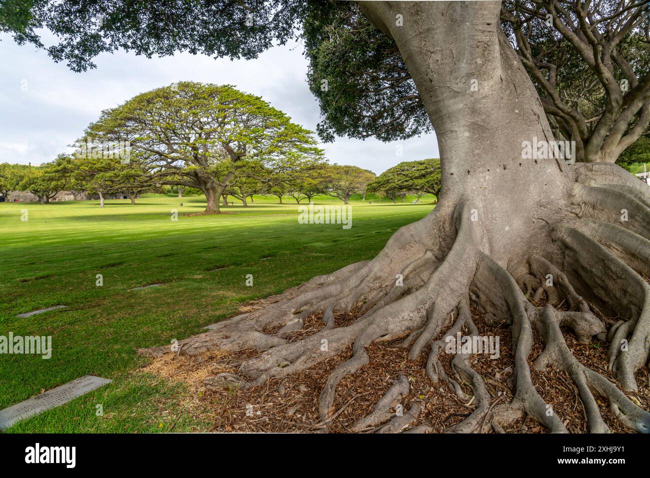 Bäume und Wurzeln auf dem Punchbowl National Cemetery in Honolulu, Oahu, Hawaii, USA. Stockfoto