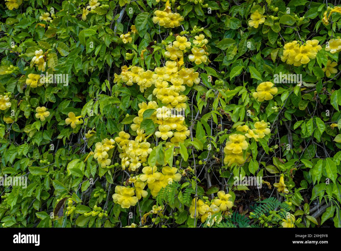 Gelber Trumpetbusch blüht am Eingang zum Punchbowl National Cemetery in Honolulu, Oahu, Hawaii, USA. Stockfoto