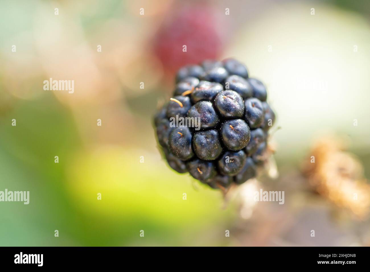 Wilde brombeere im Reifungsprozess, eine reife brombeere Stockfoto