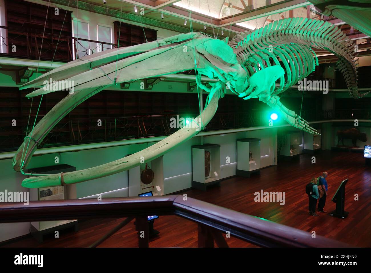 24-m-Skelett des Blauwals hängt in der Halle, Boola Bardip, Museum of Western Australia, Perth. Kein MR oder PR Stockfoto