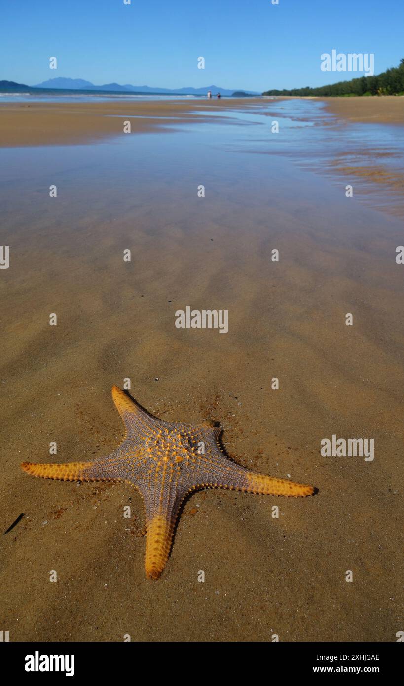 Seesterne (Pentaceraster sp.) Am Strand bei Ebbe, Mission Beach, Queensland, Australien Stockfoto