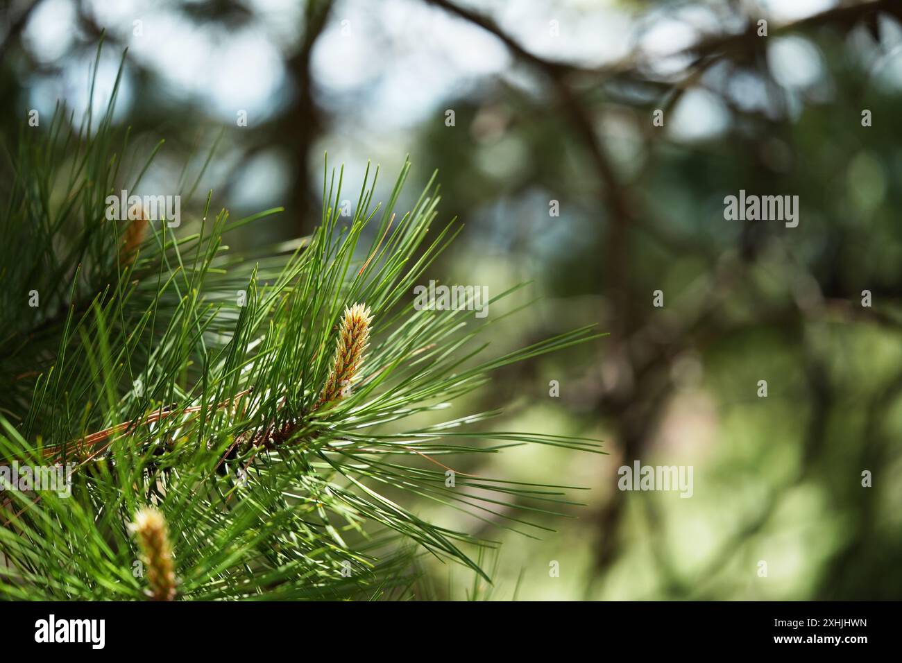 Lodgepole Pine - Frühlingsausbrüche Stockfoto