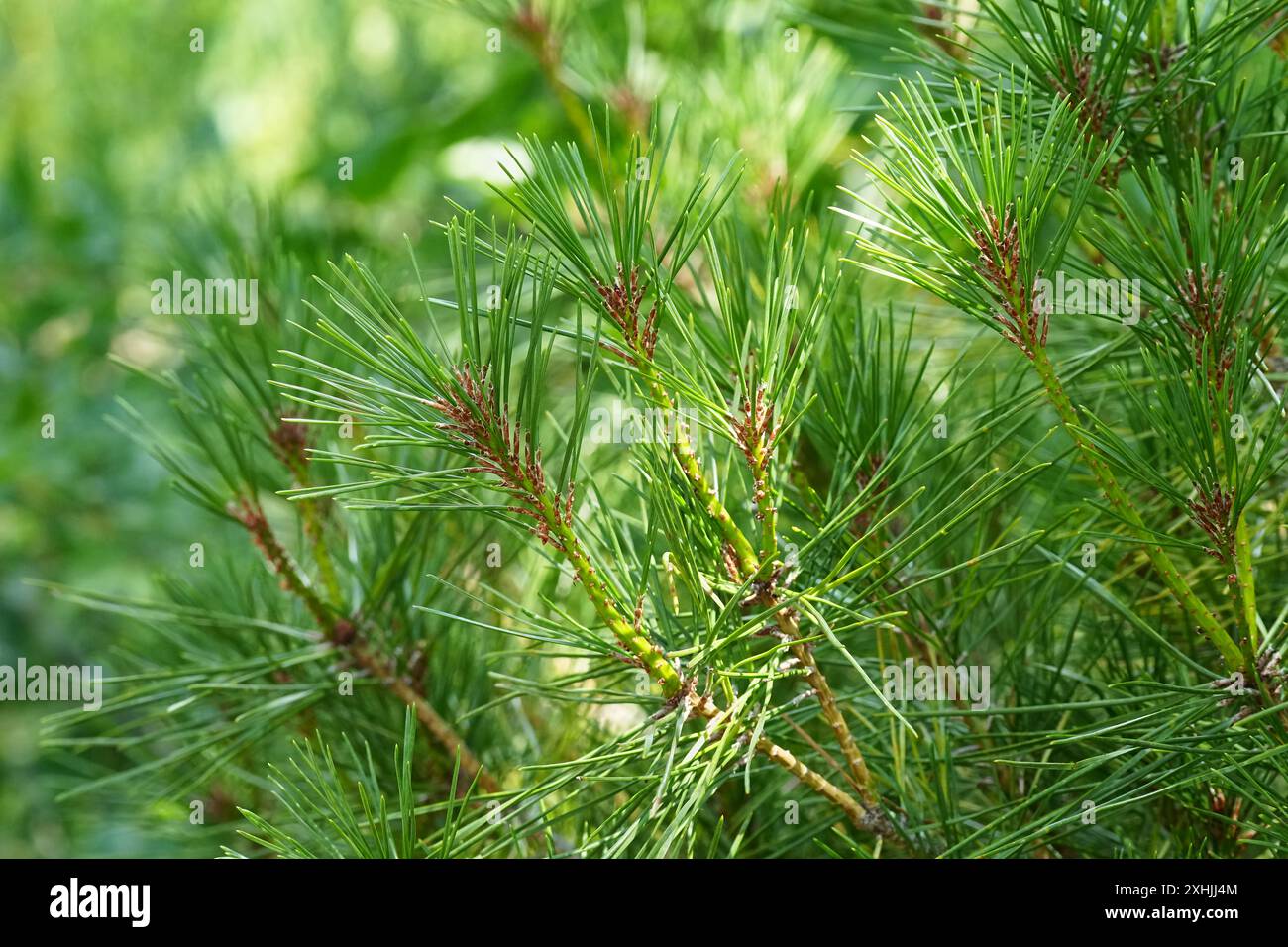 Tanyosho Japanische Rotkiefer - neues Wachstum Stockfoto