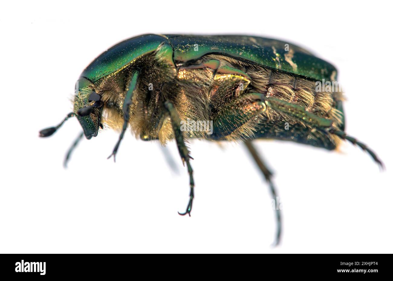 Grüner Rosen-Chafer, lateinisch Cetonia aurata, isoliert auf weißem Hintergrund Stockfoto