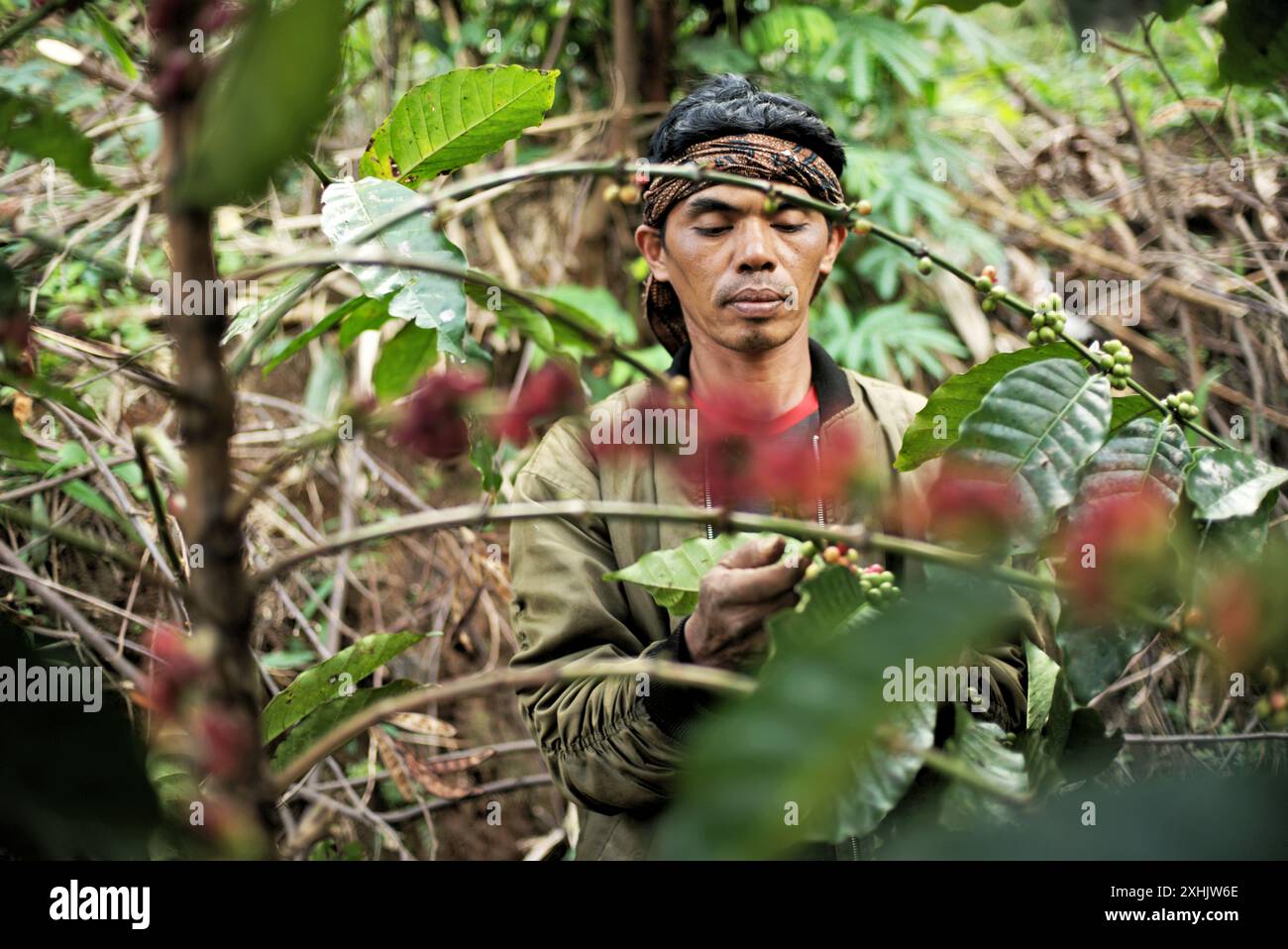 Ein Kaffeebauer erntet Robusta-Kaffee in einer Kaffeefarm in Pacet, Cianjur, West-Java, Indonesien. Stockfoto