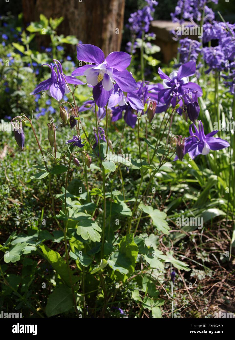 Colorado Columbine, Rocky Mountain Columbine oder Blue Columbine, Aquilegia coerulea, Ranunculaceae. USA, Nordamerika. Heimisch in den Rocky Mountains. Stockfoto