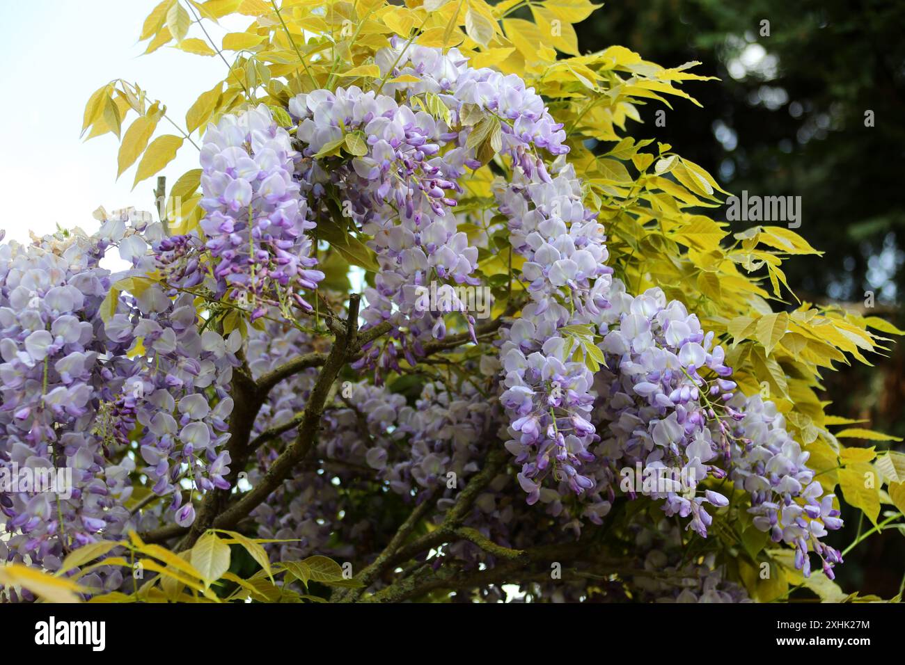 Chinesische Wisteria, Wisteria sinensis, Fabaceae. China, Asien. Stockfoto