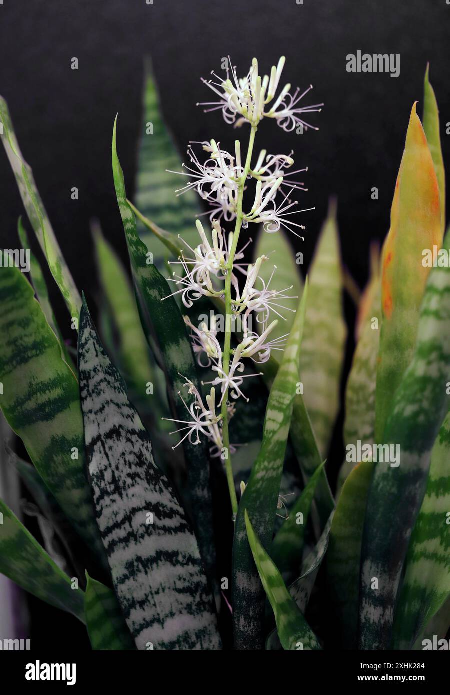 Mutter in der Sprache der Gesetze, Sansevieria, Dracaena trifasciata, Sparagaceae. Auch bekannt als Schlangenpflanze und St. Georges Schwert. UK. Heimisch in tropischen und subtropischen Stockfoto