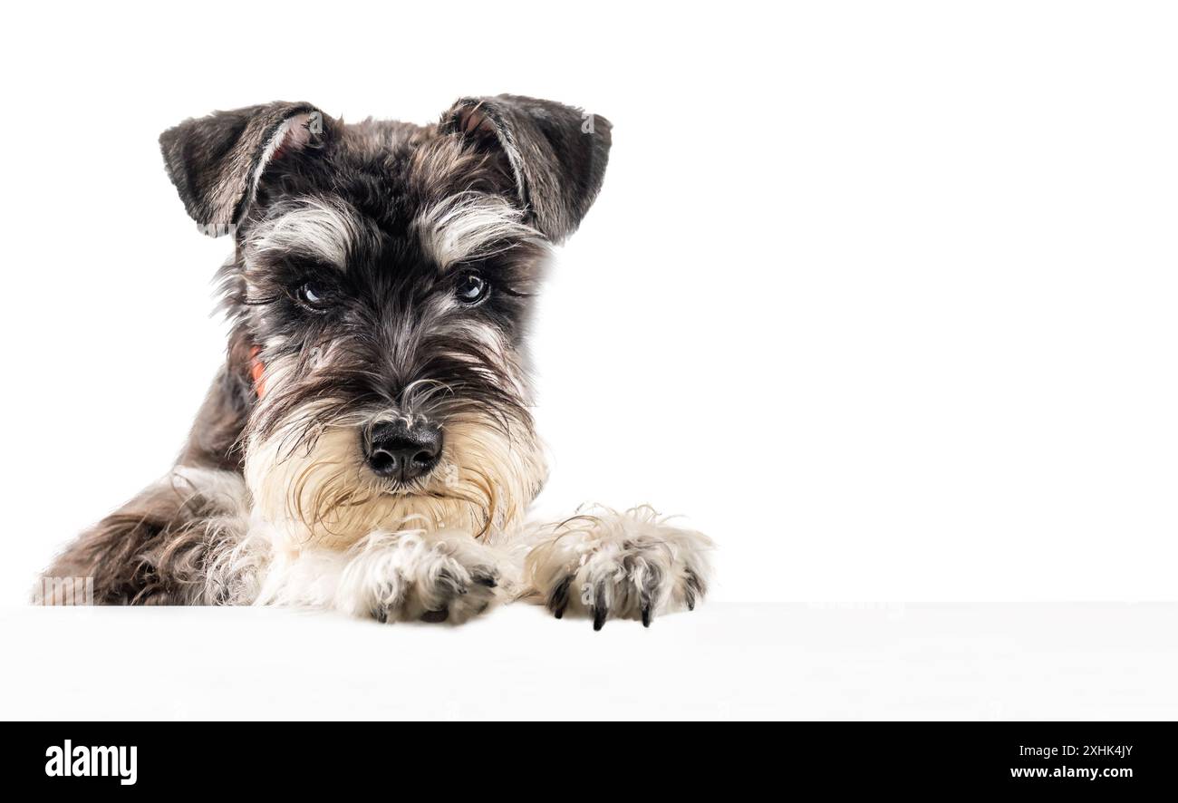 Miniatur-Schnauzer-Hündchen, das hinter einem Poster herausblickt, mit einem Kopierraum auf weißem Hintergrund Stockfoto