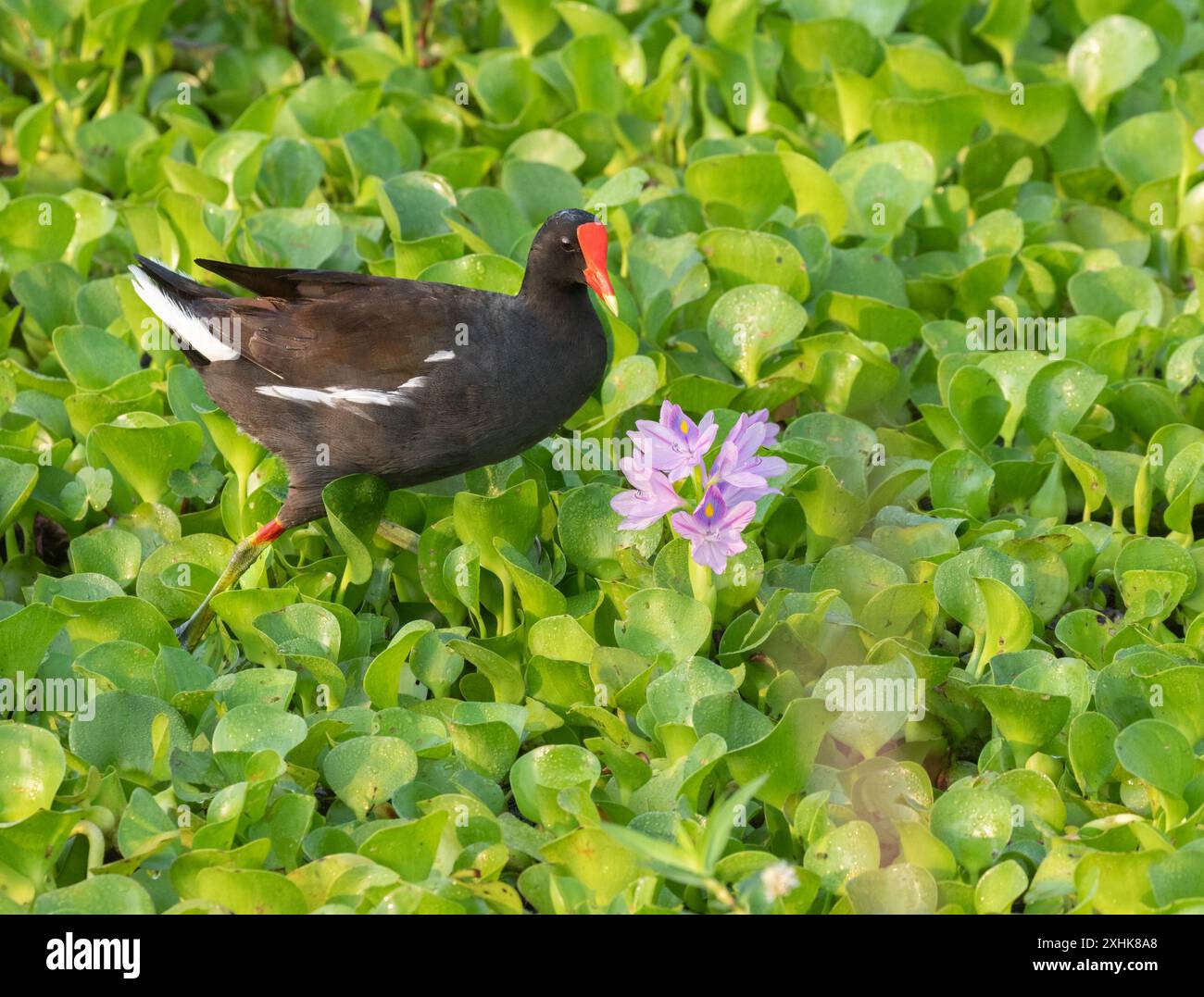 Die lila Gallinule ernährt sich im Wasserhyazinthen-Feld im Brazos Bend State Park, Texas, USA Stockfoto