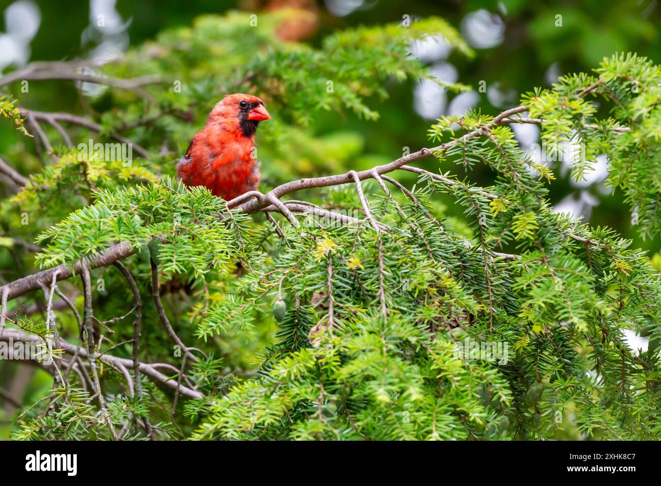 Ein roter männlicher nördlicher Kardinal auf einem immergrünen Baum im Nordosten von Indiana, USA. Stockfoto