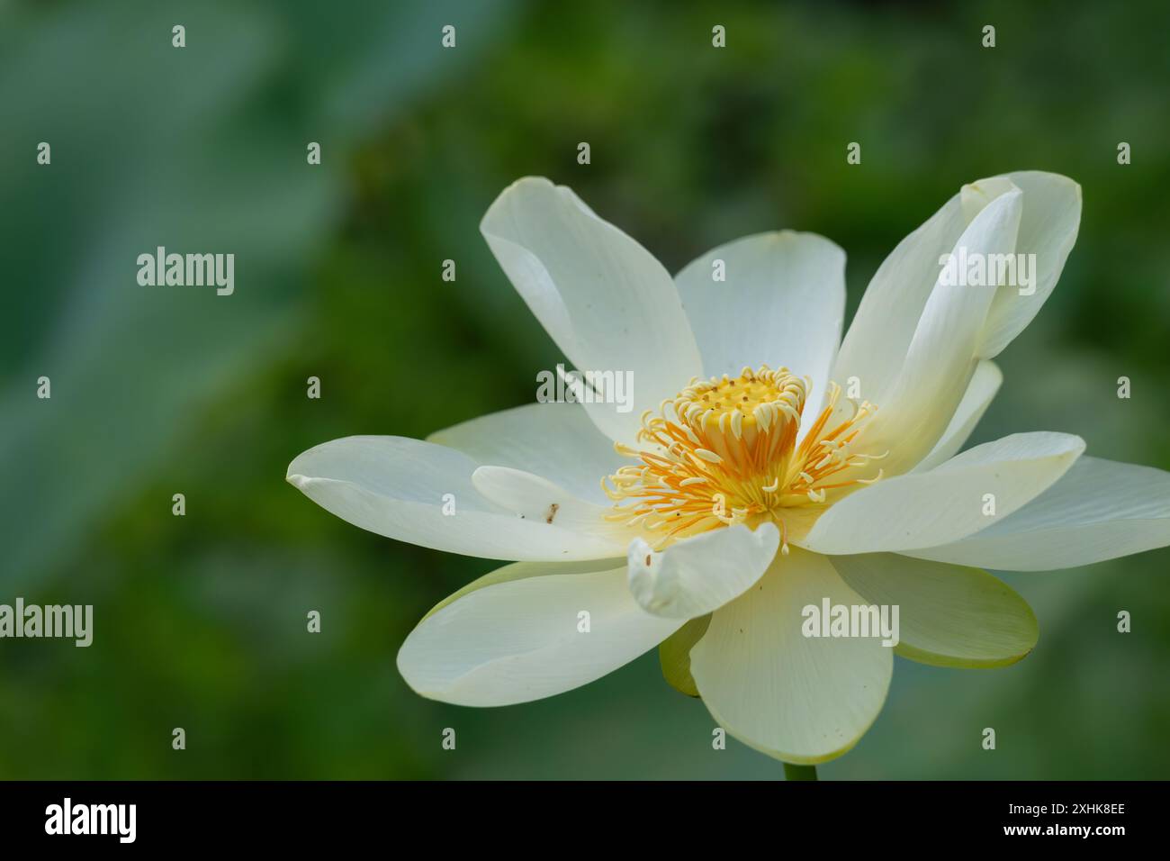 Gelbe Lotusblume im Cullinan Park, Sugar Land, Texas Stockfoto