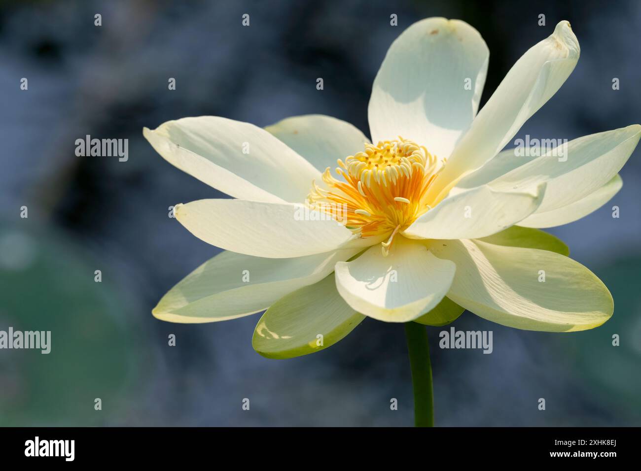 Gelbe Lotusblume im Cullinan Park, Sugar Land, Texas Stockfoto
