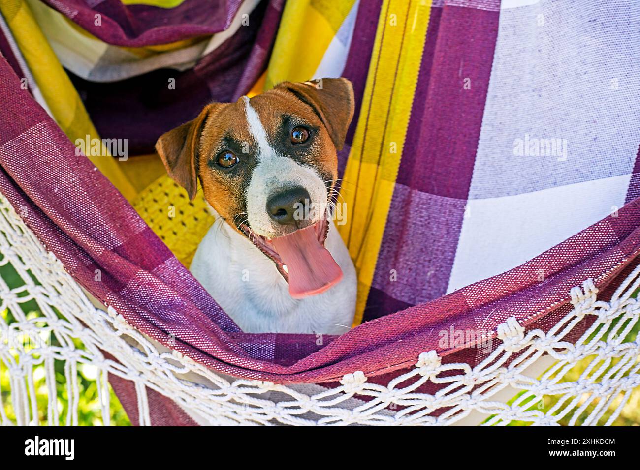 Der lustige Jack-Russell-Terrier-Welpe rollt auf einer Hängematte in der Hitze mit der Zunge, die heraushängt. Hilfe bei der Überhitzung bei Tieren Stockfoto
