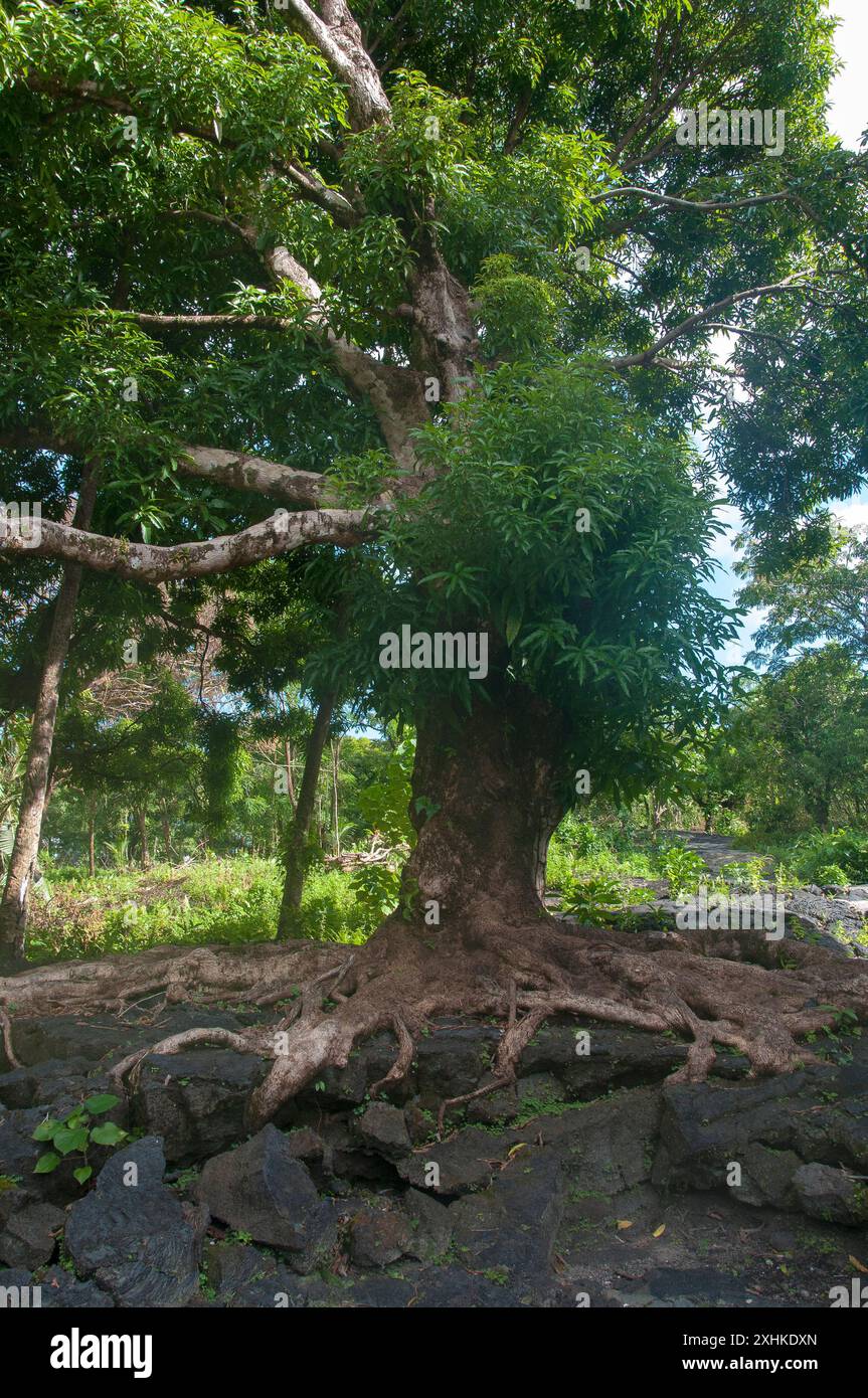 Baum wächst aus einem historischen Lavastrom, Savai'i Island, Samoa Stockfoto