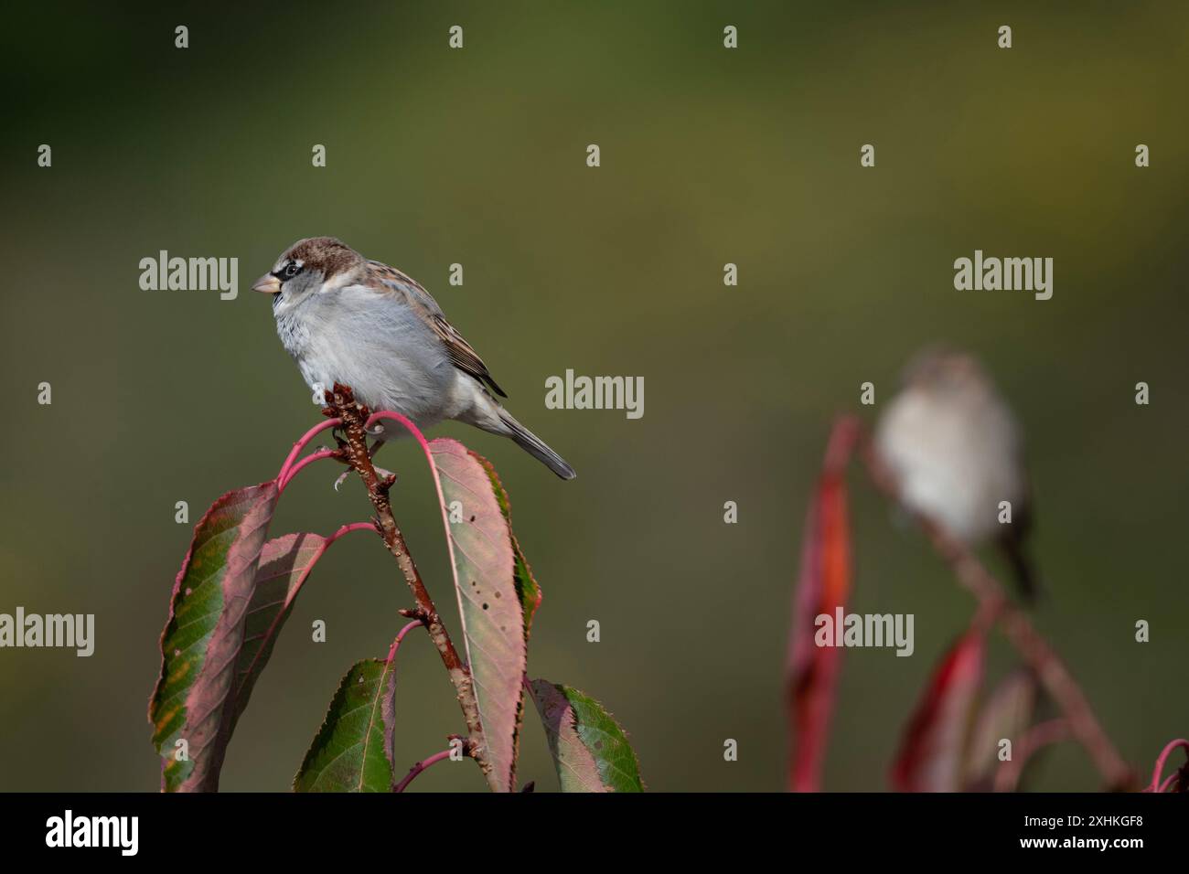 Zwei Hausspatzen, Passer domesticus, Nelson, Südinsel, Neuseeland Stockfoto