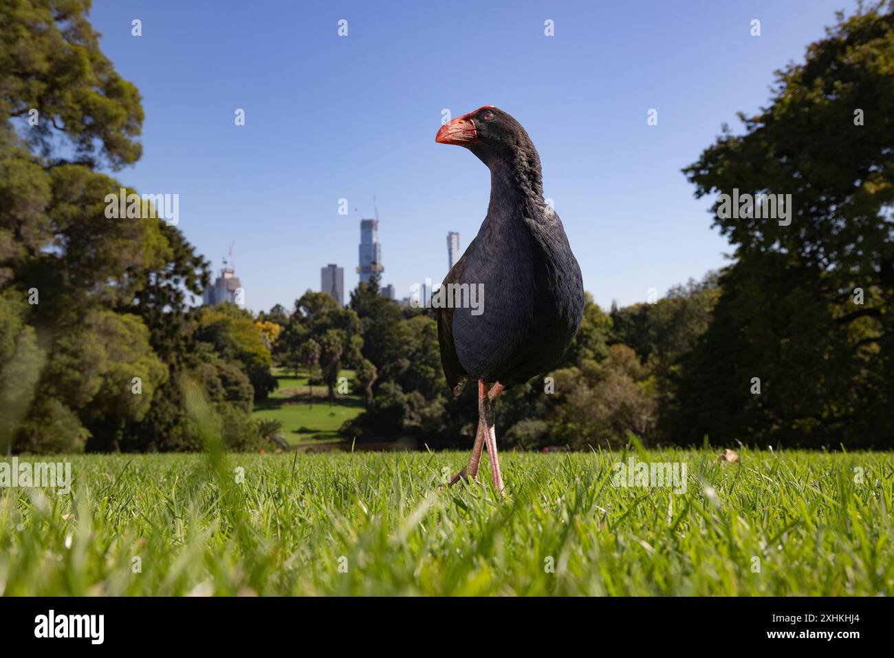 Royal Botanic Gardens Melbourne, Australien. Sumpfvogel, der über Gras läuft, mit Skyline im Hintergrund. Stockfoto