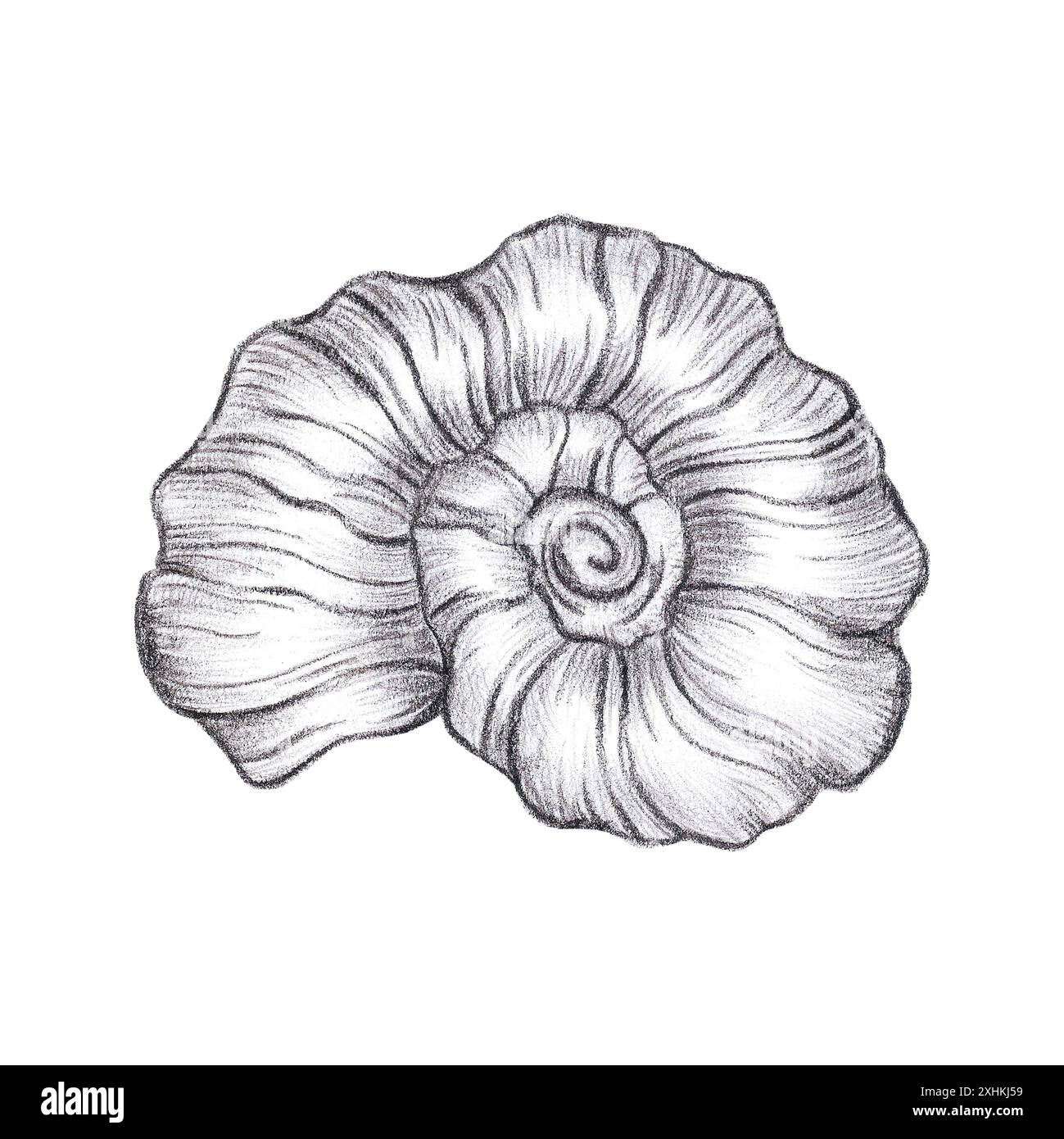 Hand gezeichnete schwarze Bleistift Muschel isoliert auf weißem Hintergrund. Marine Illustrationen können für Karten, Etiketten, Einladungen und andere gedruckte Produkte verwendet werden Stockfoto
