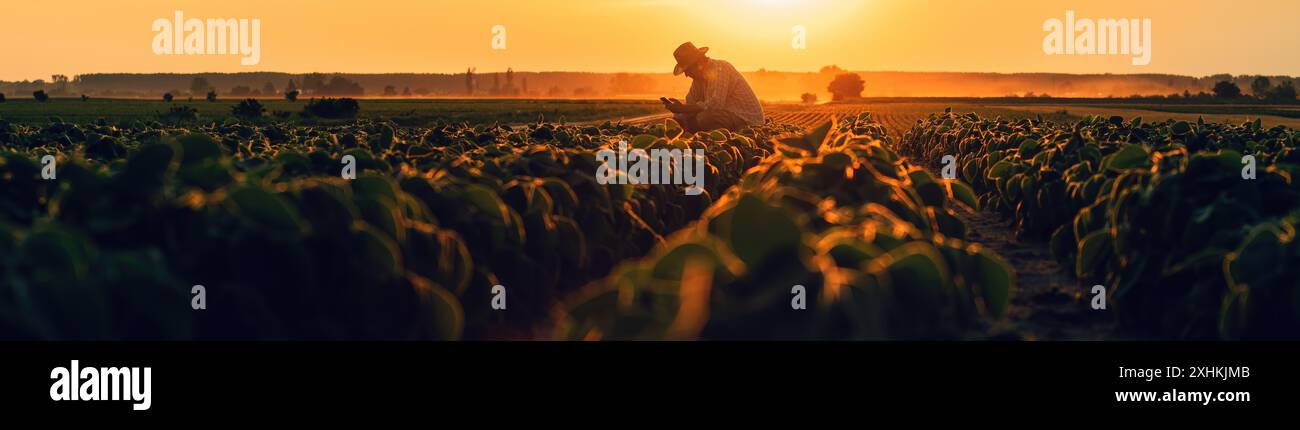 Landarbeiter mit Smartphone auf bewirtschaftetem Sojabohnenfeld bei Sommersonnenuntergang, selektiver Fokus Stockfoto